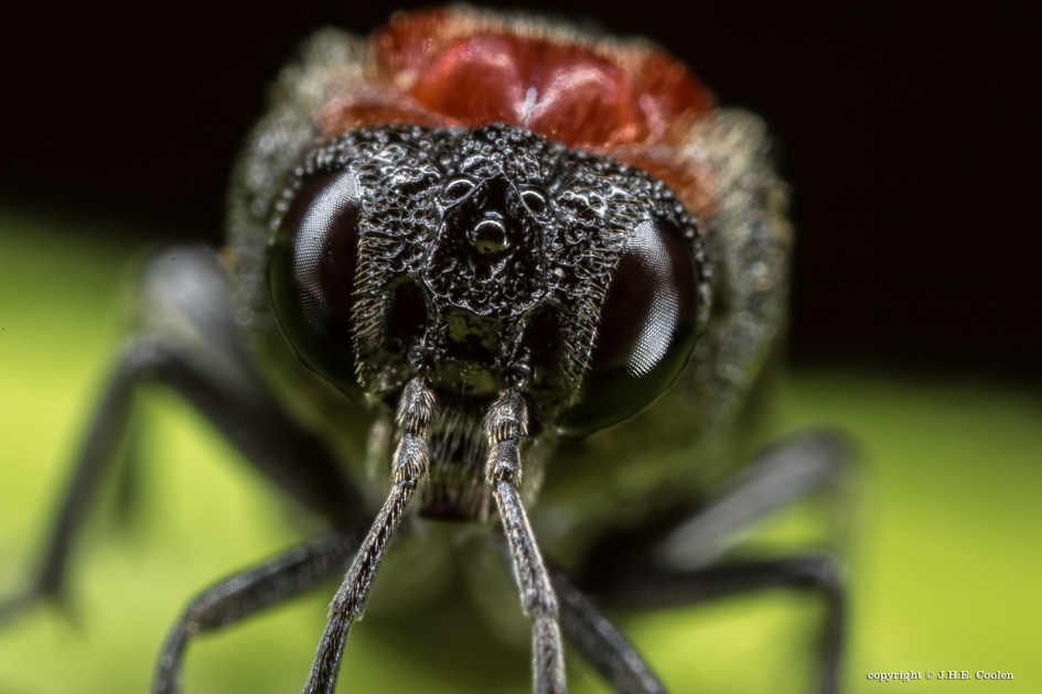 Bladwesp Eriocampa Ovata - Geleedpotigen - Bladwesp