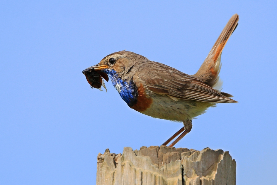 Blauwborst met kevertje - Vogels - Blauwborst