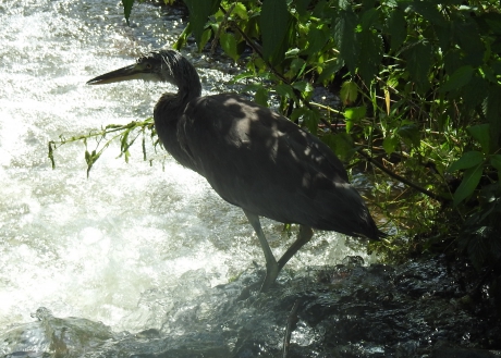 Blauwe reiger in de stroomversnelling