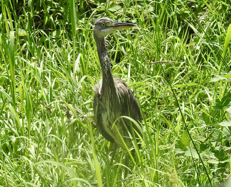 Blauwe reiger langs de rivieroever. - Vogels - Blauwe reiger