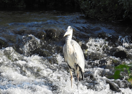 Blauwe reiger vist in een stroomversnelling