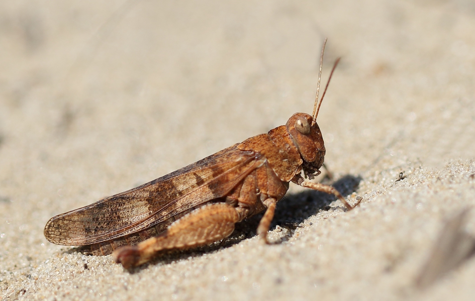blauwvleugelsprinkhaan -v- - Geleedpotigen - 
