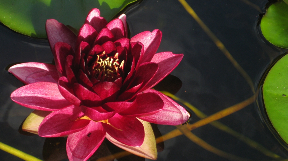 Blikvanger - Planten - waterlelie