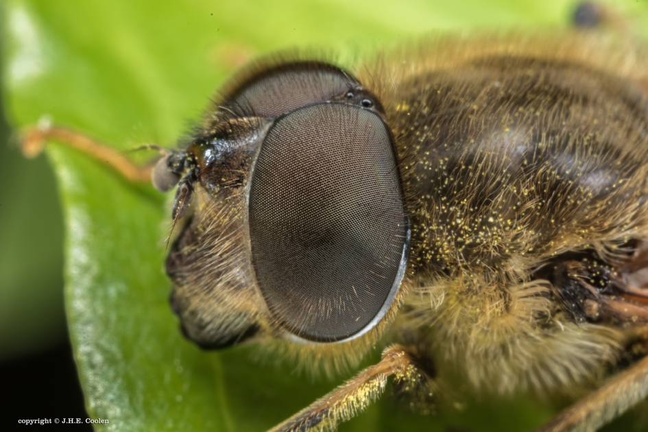 Blinde bij - Geleedpotigen - Blinde bij