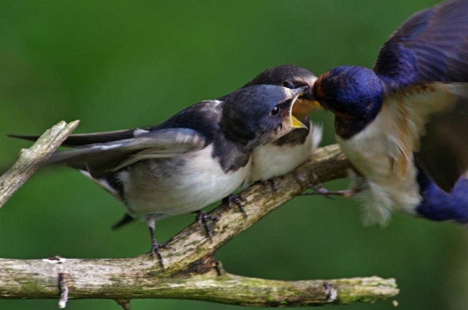 Boerenzwaluwen - Vogels - 