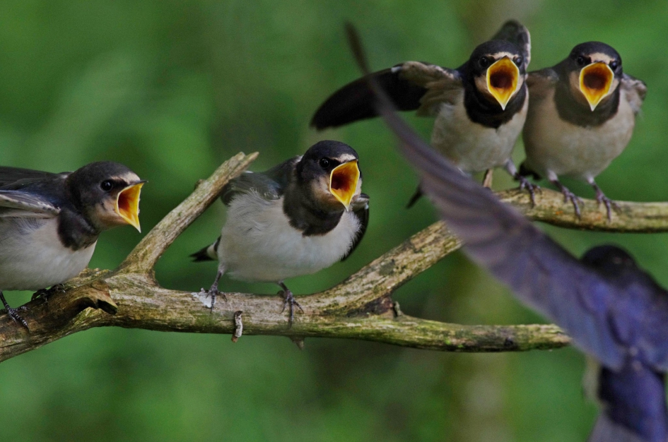 Boerenzwaluwen - Vogels - 