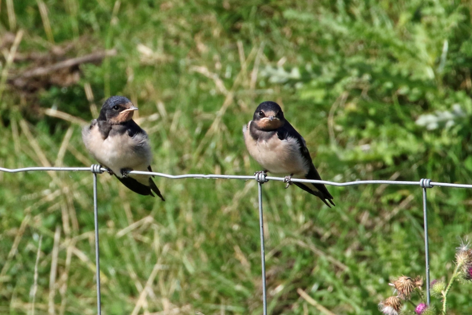 Boerenzwaluwen - Vogels - 