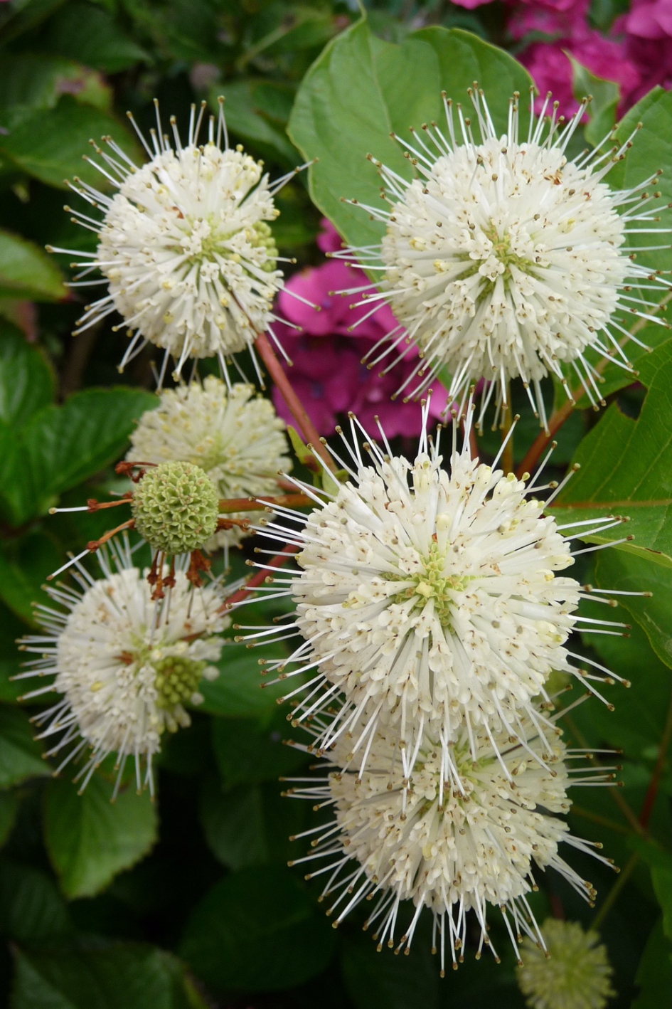 Kogelbloem - Planten - 