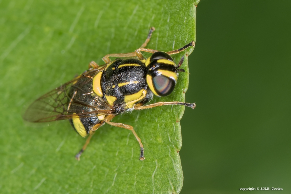 Bont verfdrupje (Oxycera rara) - Geleedpotigen - Bont verfdrupje
