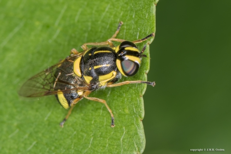 Bont verfdrupje (Oxycera rara)