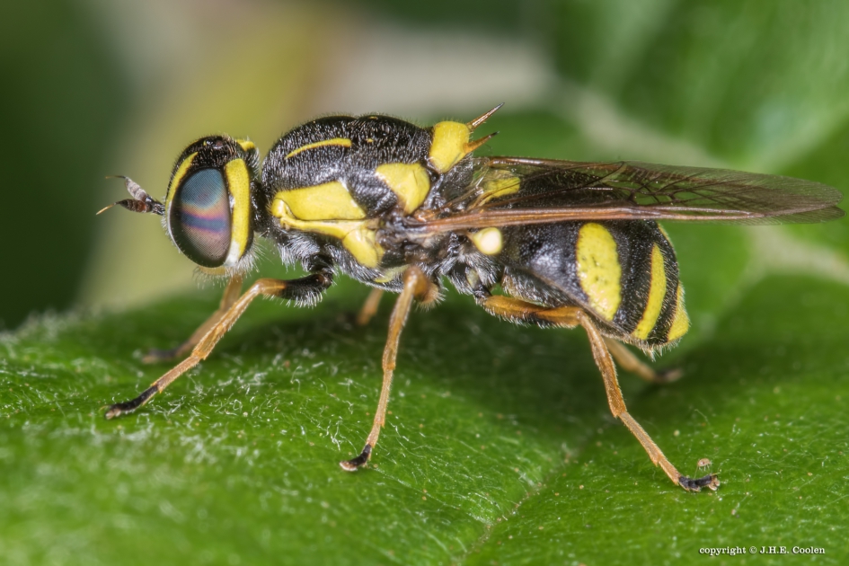 Bont verfdrupje (Oxycera rara) - Geleedpotigen - Bont verfdrupje