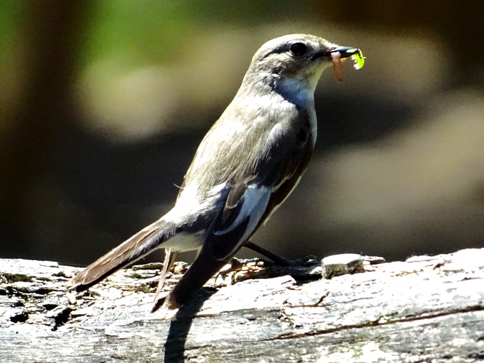 bonte vliegenvanger - Vogels - Bonte Vliegenvanger