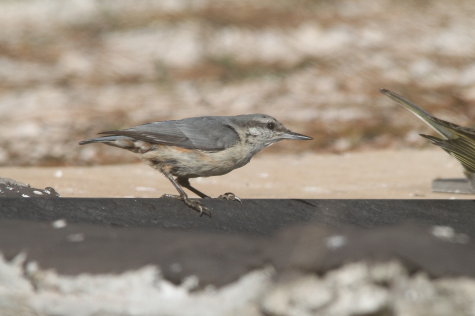 Boomklever - Vogels - Boomklever