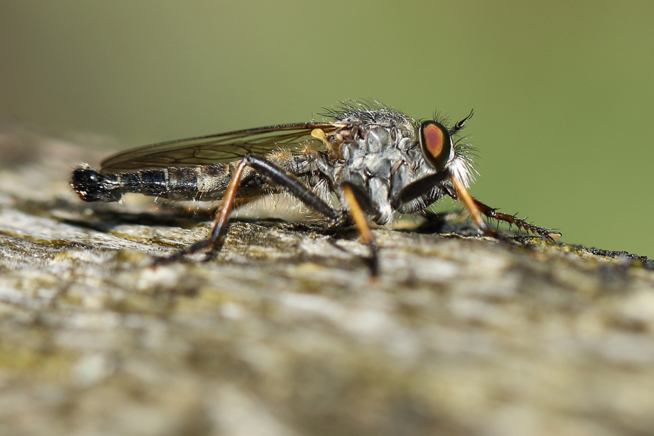 bosrandroofvlieg -m- - Geleedpotigen - 