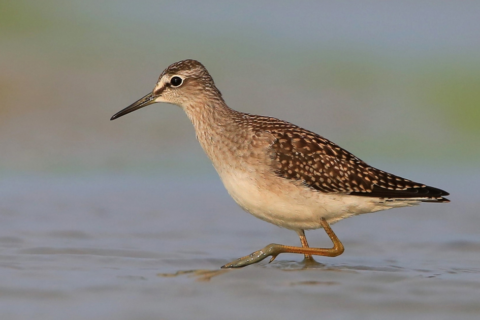 Bosruiter - Vogels - Bosruiter