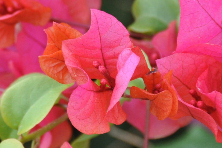 Bouganville - Planten - 