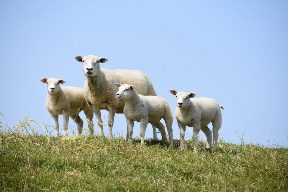 Drieling - Zoogdieren - 