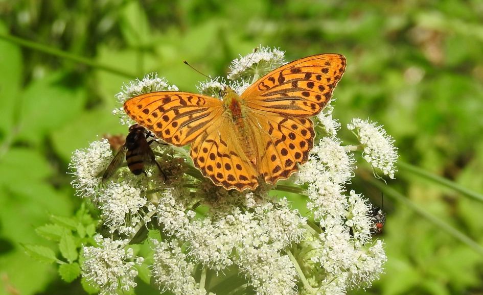 Braamparelmoervlinder - Geleedpotigen - Braamparelmoervlinder