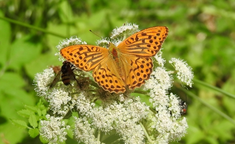 Braamparelmoervlinder