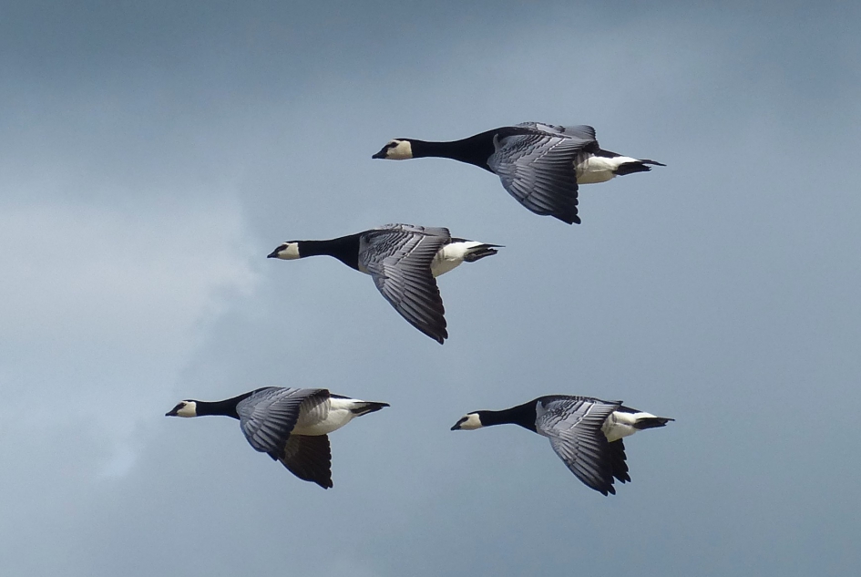 Brandganzen - Vogels - brandgans