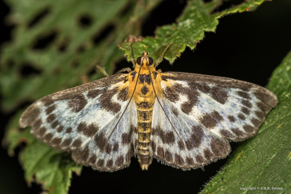 Brandnetelmot - Geleedpotigen - Brandnetelmot