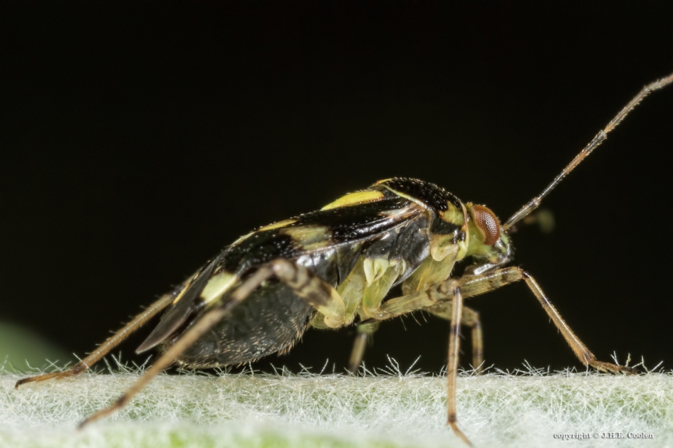 Brandnetelwants - Geleedpotigen - Brandnetelwants