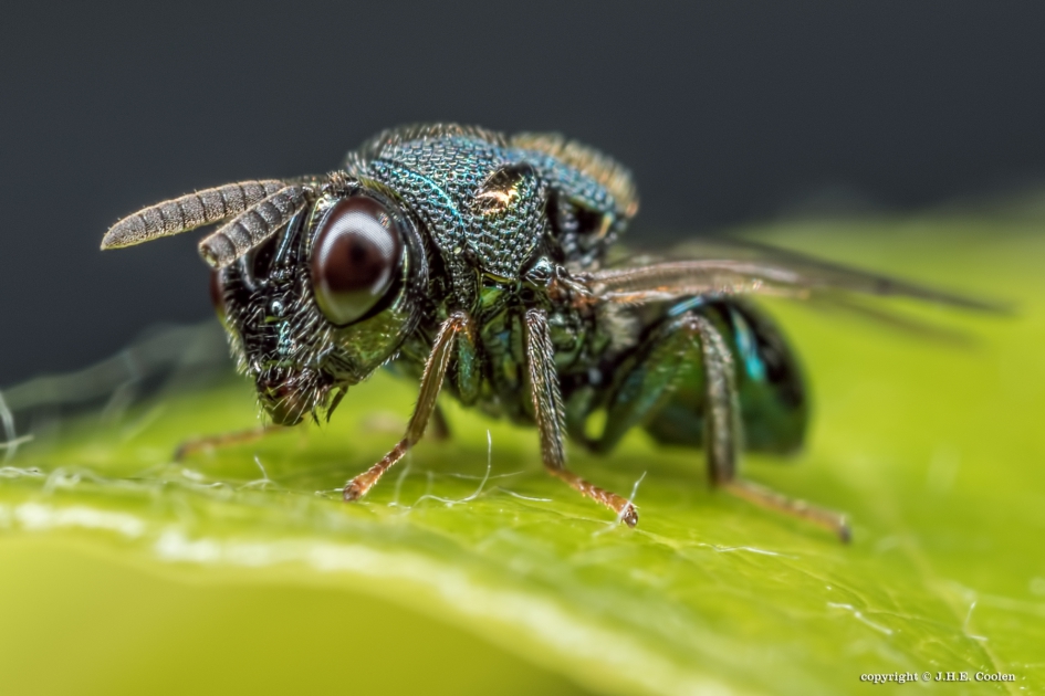 Bronswesp - Geleedpotigen - Bronswesp