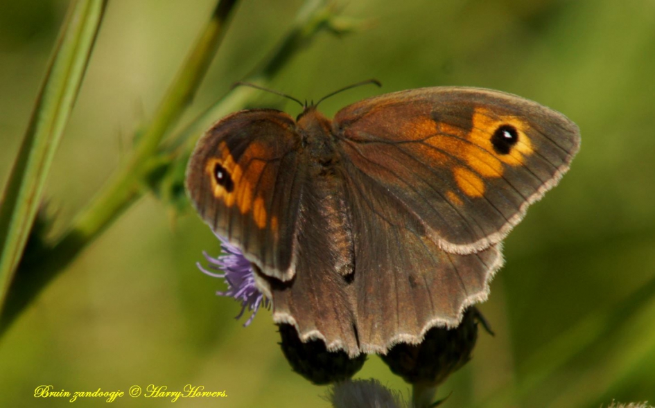 Bruin Zandoogje - Geleedpotigen - 