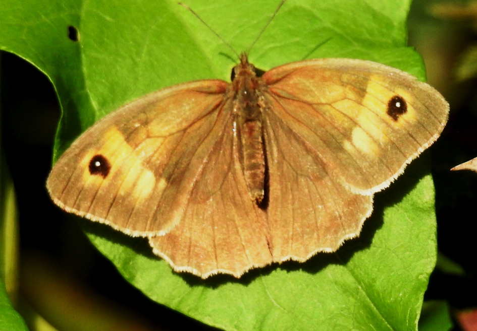 Bruin Zandoogje - Geleedpotigen - Bruin Zandoogje