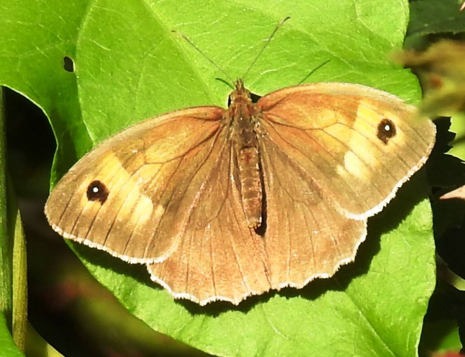 Bruin zandoogje - Geleedpotigen - Bruin zandoogje