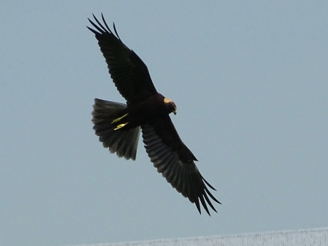 Bruine kiek aan het jagen