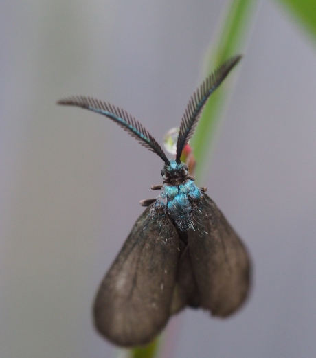 Bruine metaalvlinder