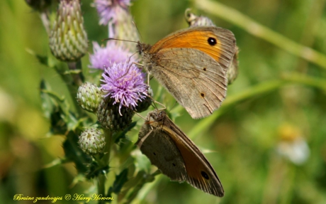 Bruine Zandoogjes op Distel