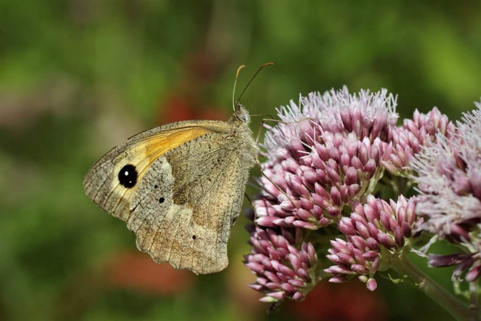 Bruingoed oogje - Geleedpotigen - Bruinzandoogje loop
