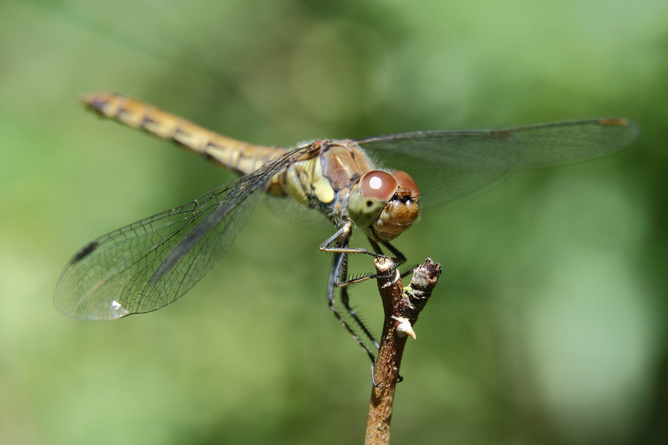 bruinrode heidelibel -v- - Geleedpotigen - 