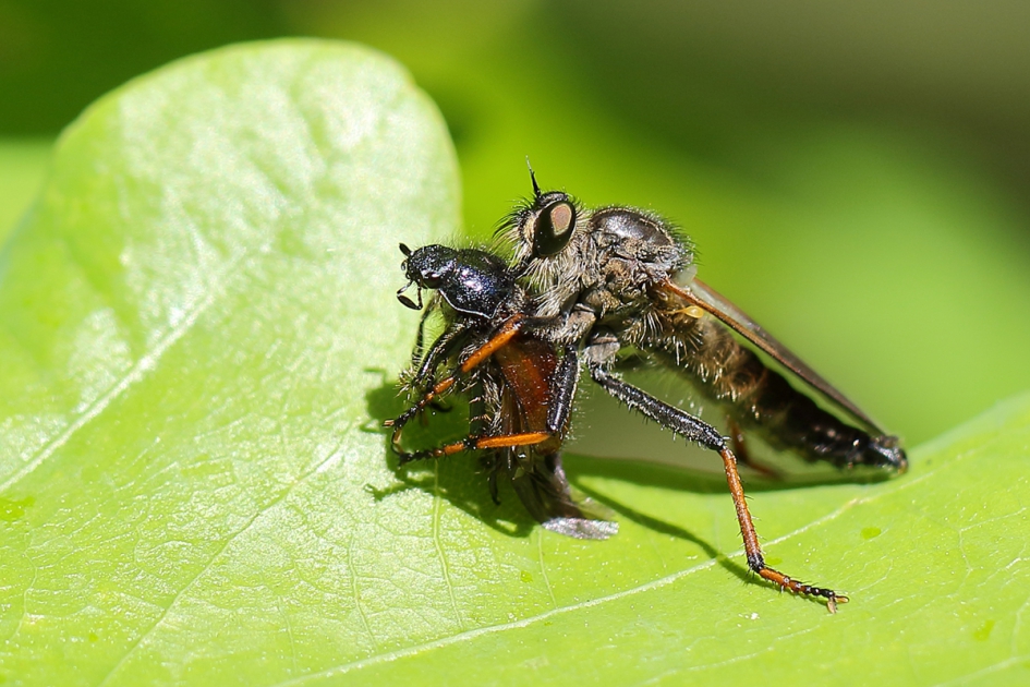bruinvleugelroofvlieg -m- met prooi - Geleedpotigen - 