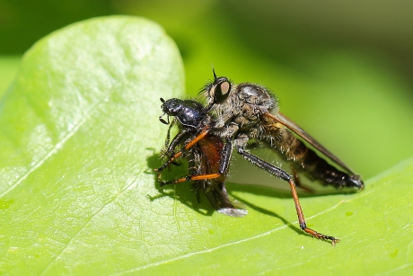 bruinvleugelroofvlieg -m- met prooi