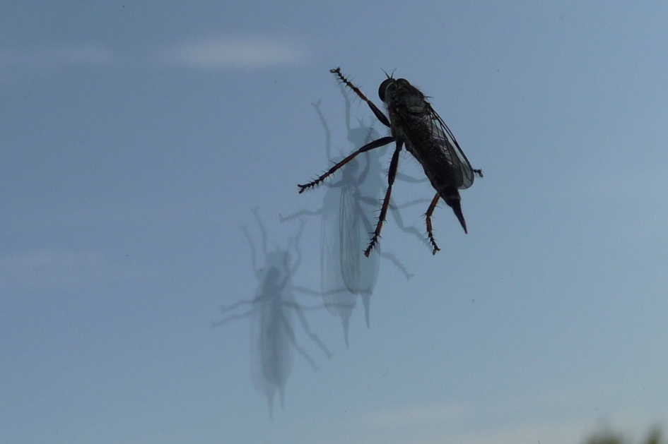 Buiten genomen.. - Geleedpotigen - 