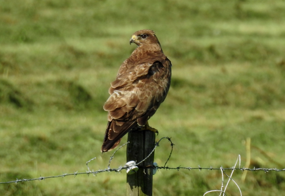 Buizerd op weidepaal - Vogels - Buizerd