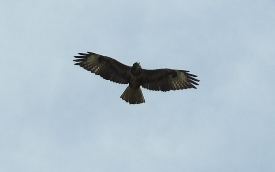 Buizerd zweeft op de thermiek - Vogels - Buizerd