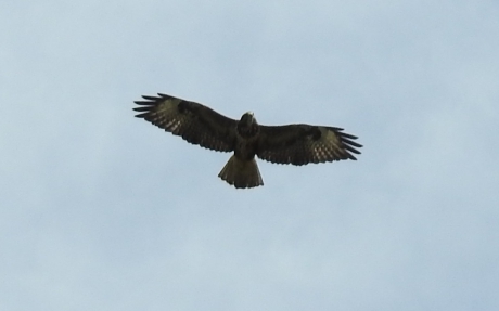 Buizerd zweeft op de thermiek