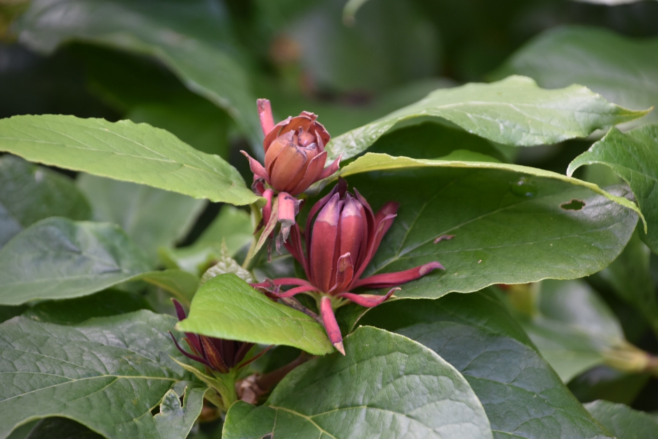 Calycanthus - Planten - 