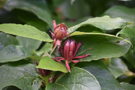Calycanthus
