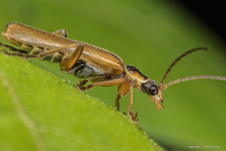 Cantharis decipiens