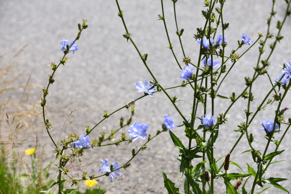 Cichorei - Planten - 