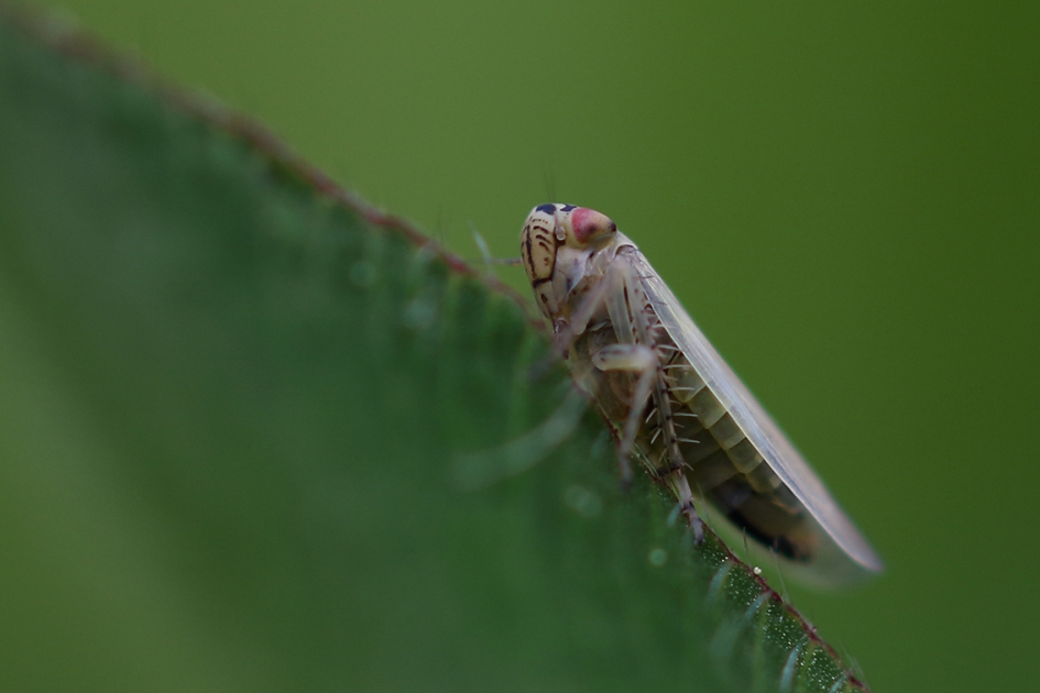 cicade - Geleedpotigen - 