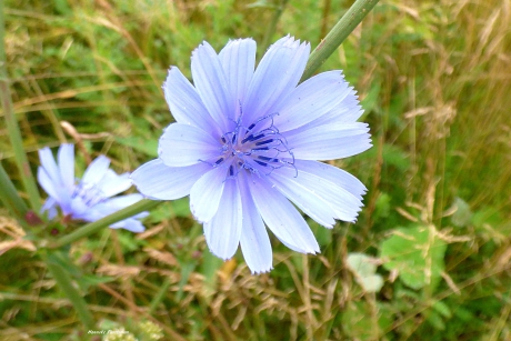 Hemels blauwe cichoreibloem