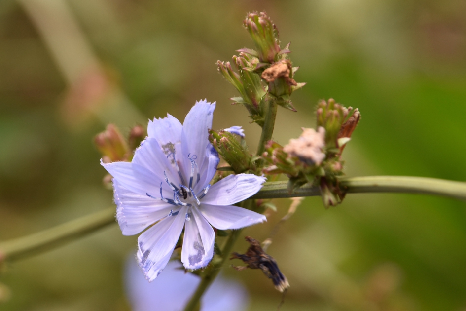 Cichorei - Planten - 