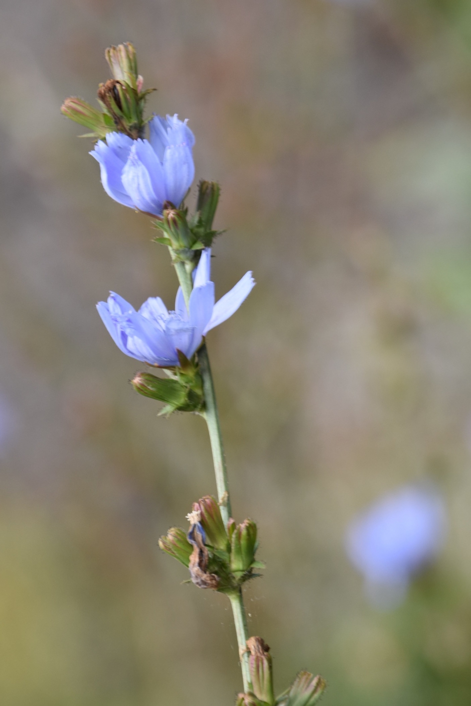 Cichorei - Planten - 