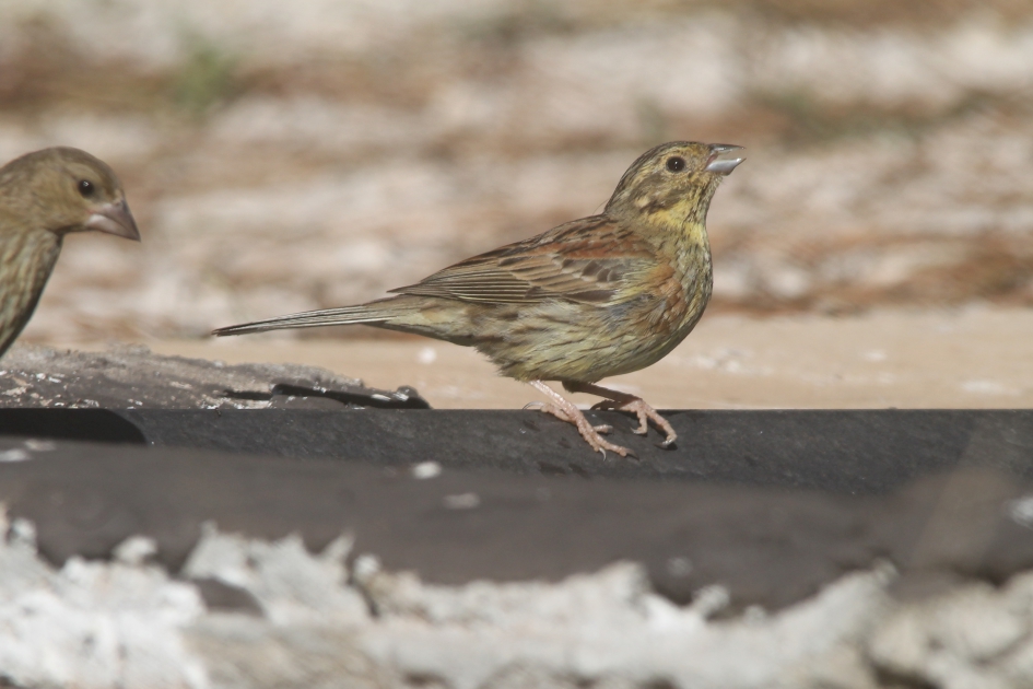 Cirlgors - Vogels - Cirlgors